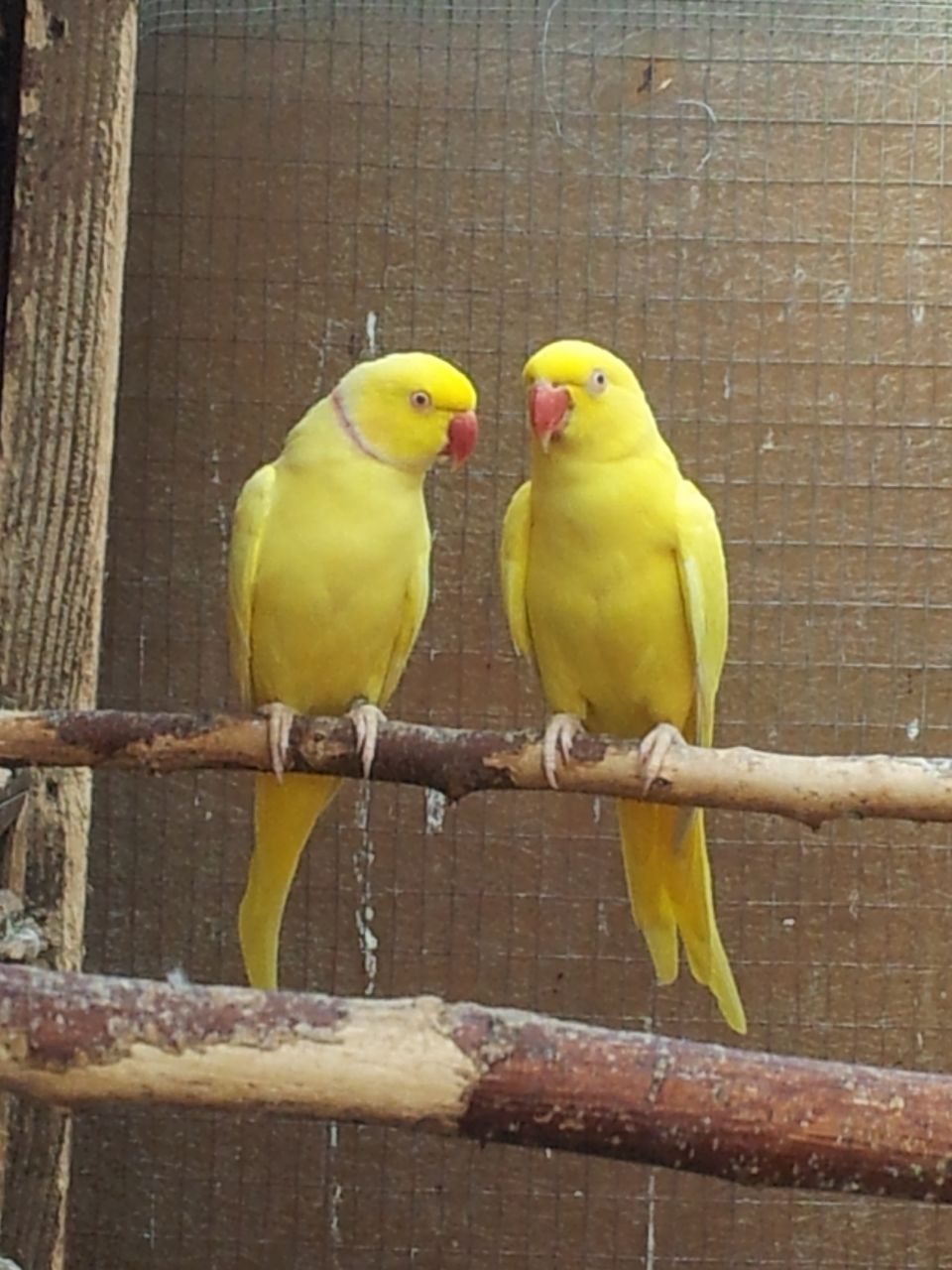 Yellow Indian Ringneck for sale online
