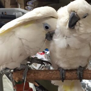 Umbrella Cockatoo Breeder Pairs