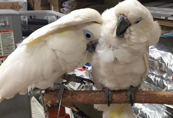 umbrella cockatoo breeder pairs for-sale