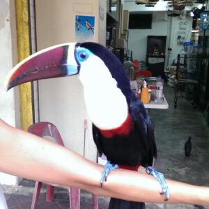 Cuvier’s Toucan For Sale