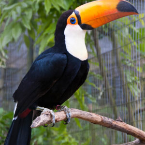 Toco Toucan Female for sale