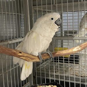 Umbrella Cockatoo Parrot
