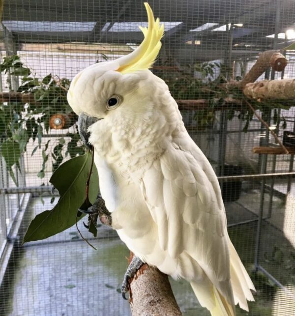 Sulphur Crested Cockatoo For-Sale