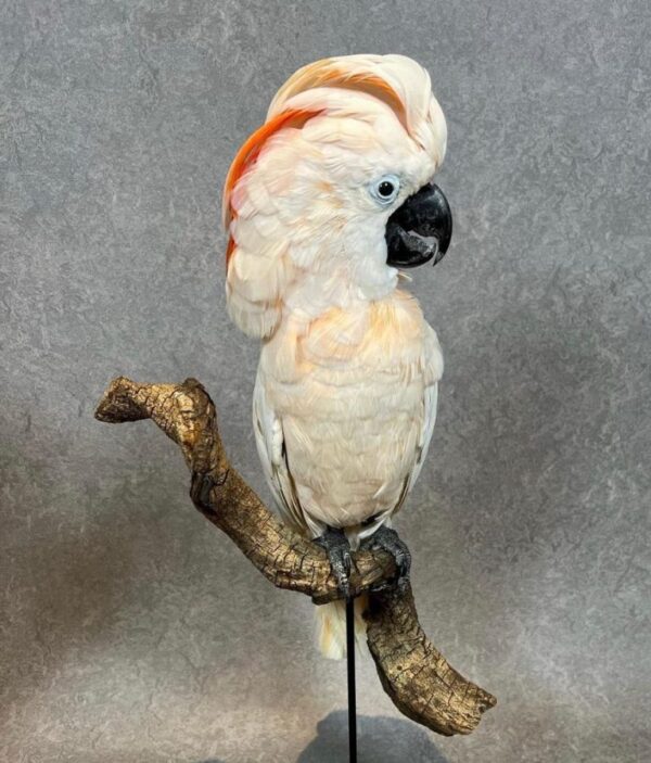 Buy Moluccan Cockatoos Online