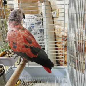 Red Timneh African Grey