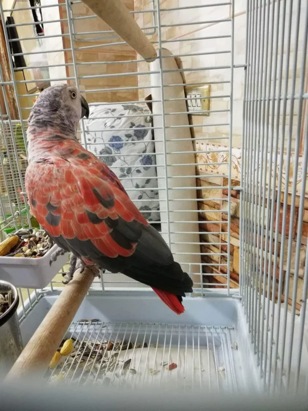 red timneh african grey for sale uk