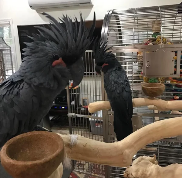 Black Palm Cockatoo For-Sale