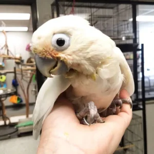 Baby Goffin Cockatoo