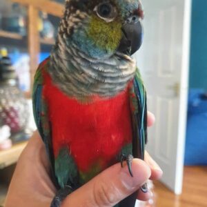 Crimson Bellied Conure