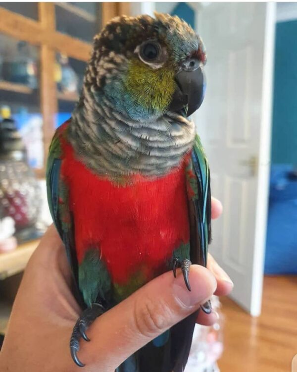 Crimson bellied conure for sale usa