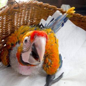 Camelot Macaw For Sale 