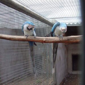 blue mutation macaw for sale