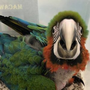 harlequin macaw babies for sale