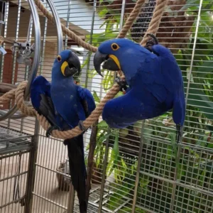 hyacinth macaw breeding pair for sale